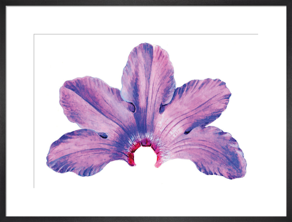 Rhododendron by Lillian Snelling