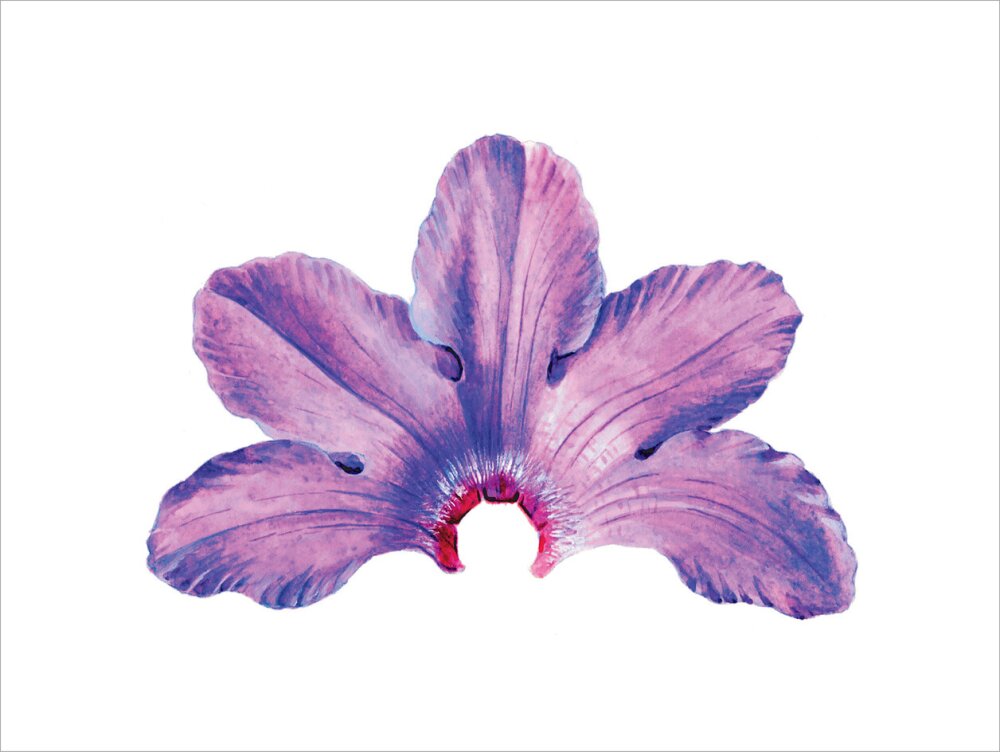 Rhododendron by Lillian Snelling