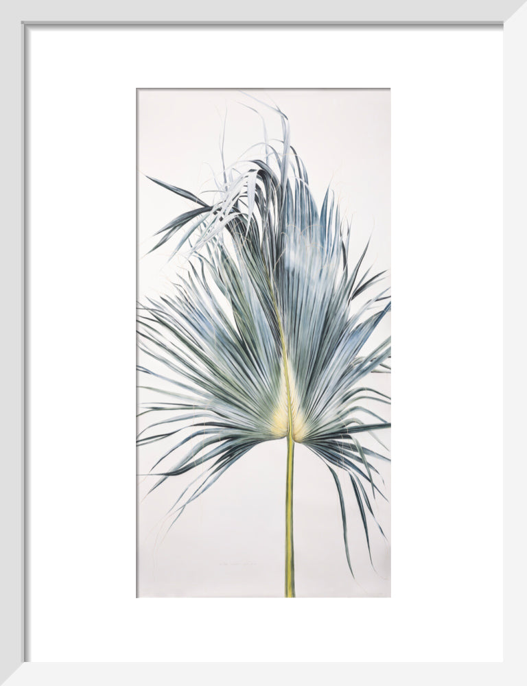 Sabal Mexicana - Leaf