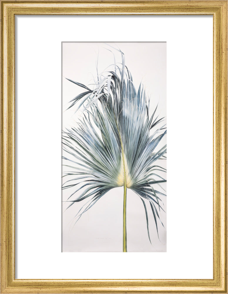 Sabal Mexicana - Leaf