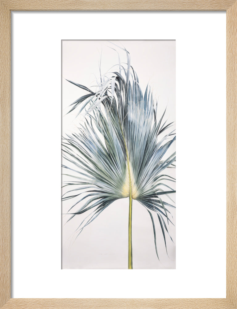 Sabal Mexicana - Leaf
