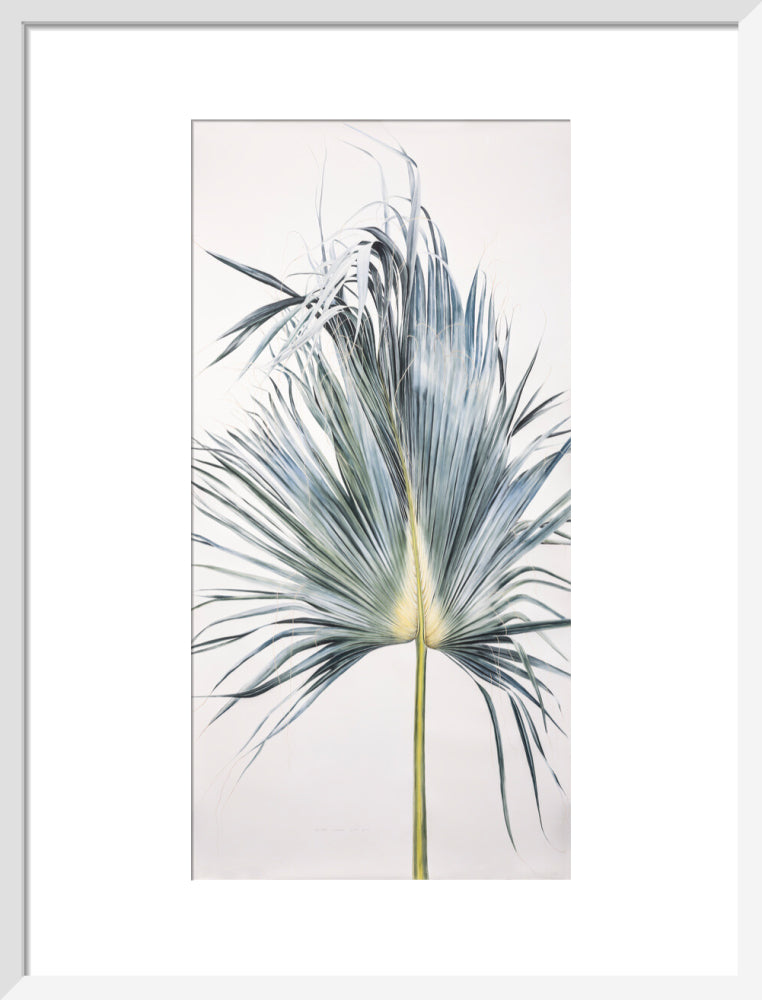 Sabal Mexicana - Leaf