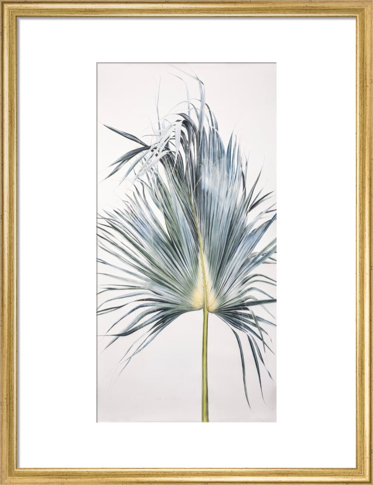Sabal Mexicana - Leaf