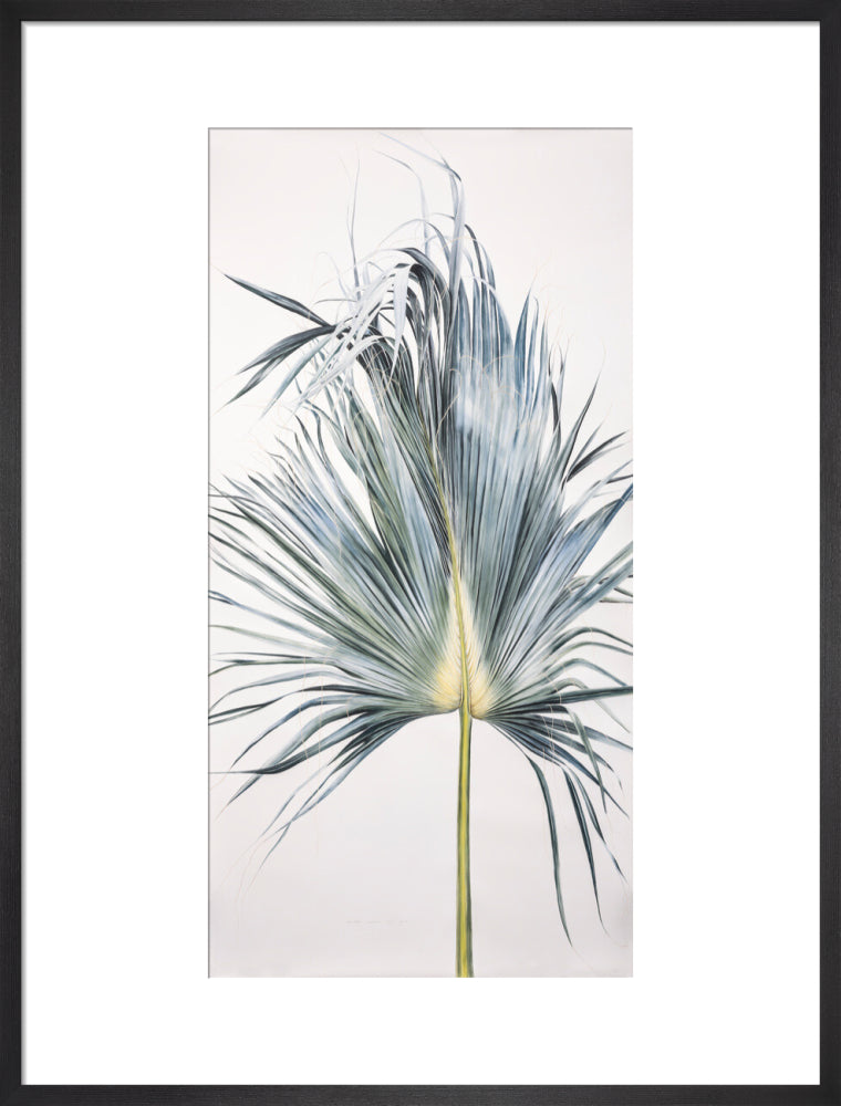 Sabal Mexicana - Leaf