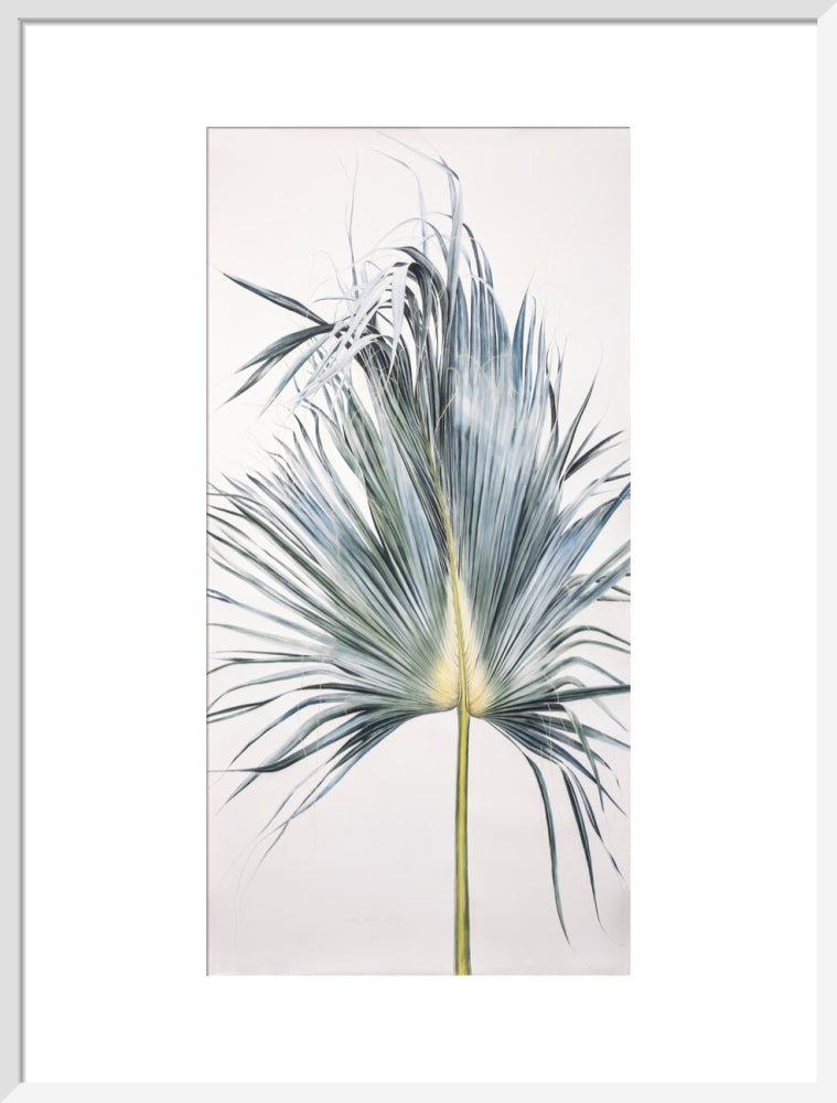 Sabal Mexicana - Leaf