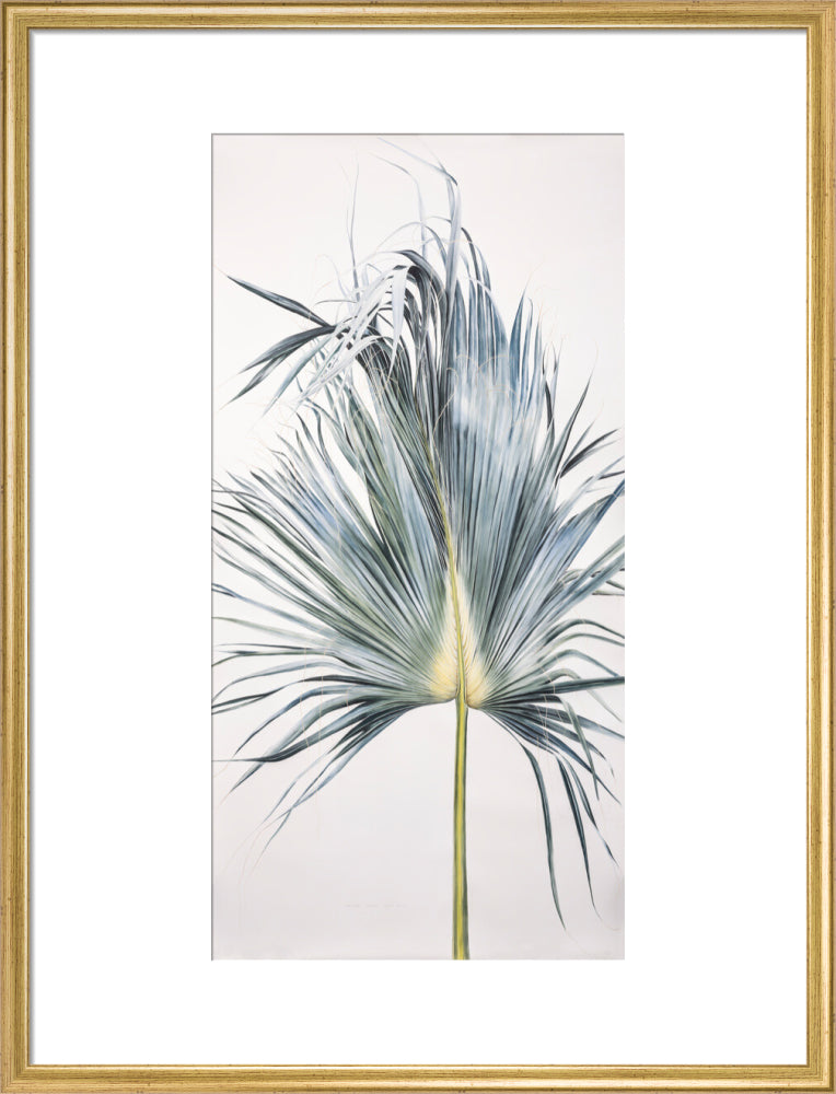 Sabal Mexicana - Leaf