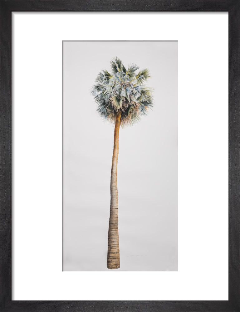Sabal Mexicana - Whole Tree