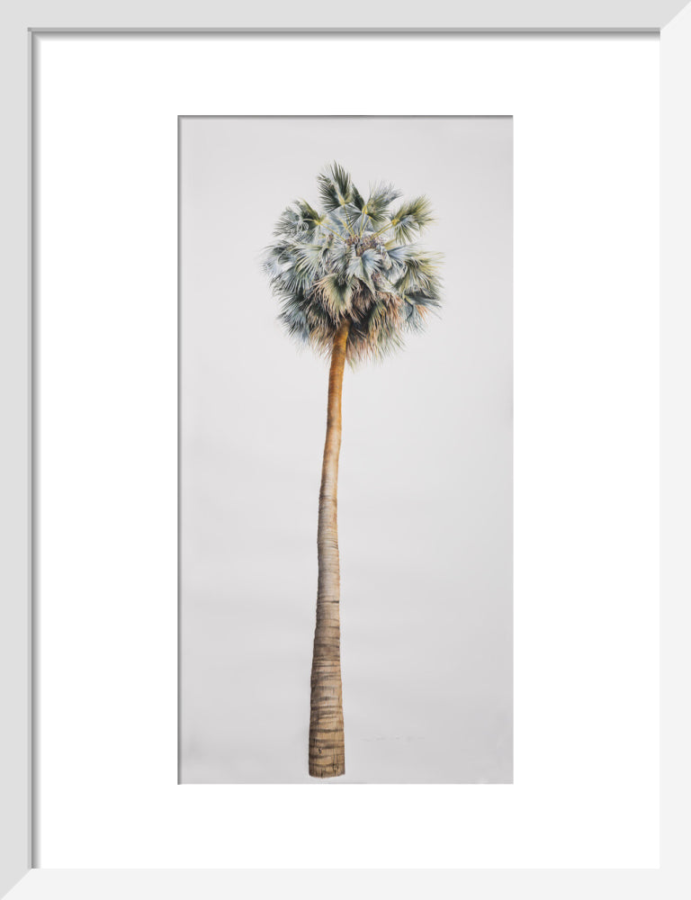 Sabal Mexicana - Whole Tree