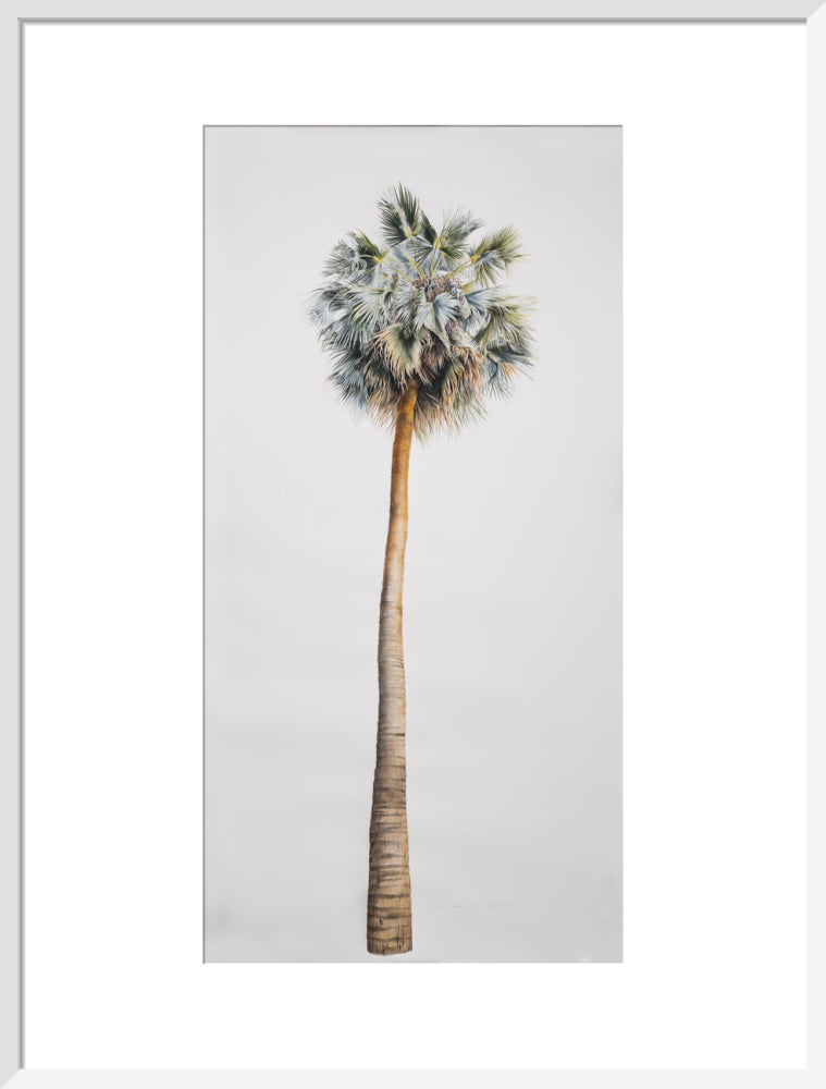 Sabal Mexicana - Whole Tree
