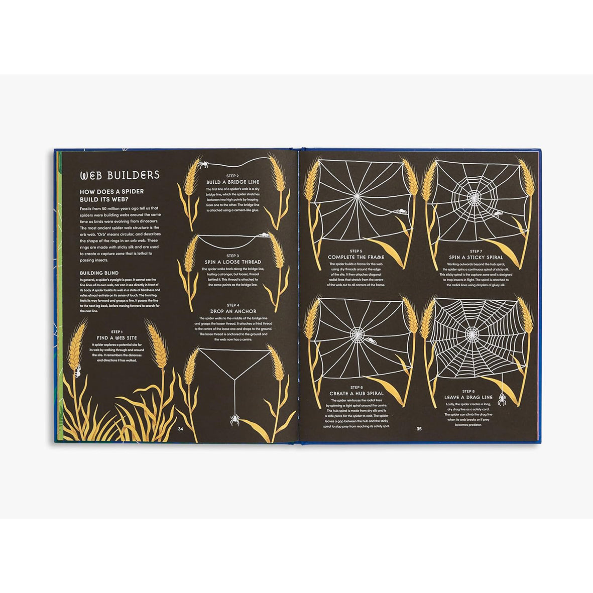 The Secret World of Spider Webs