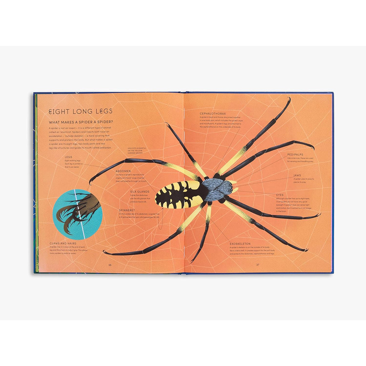 The Secret World of Spider Webs