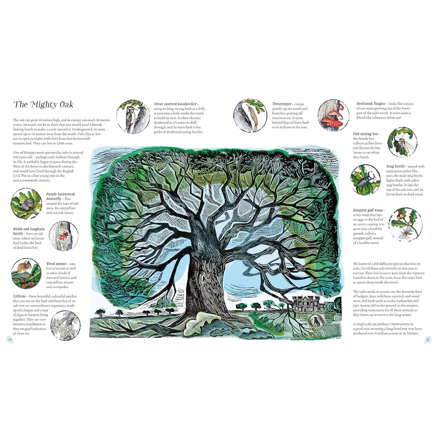 Wilding: How to Bring Wildlife Back (Illustrated)