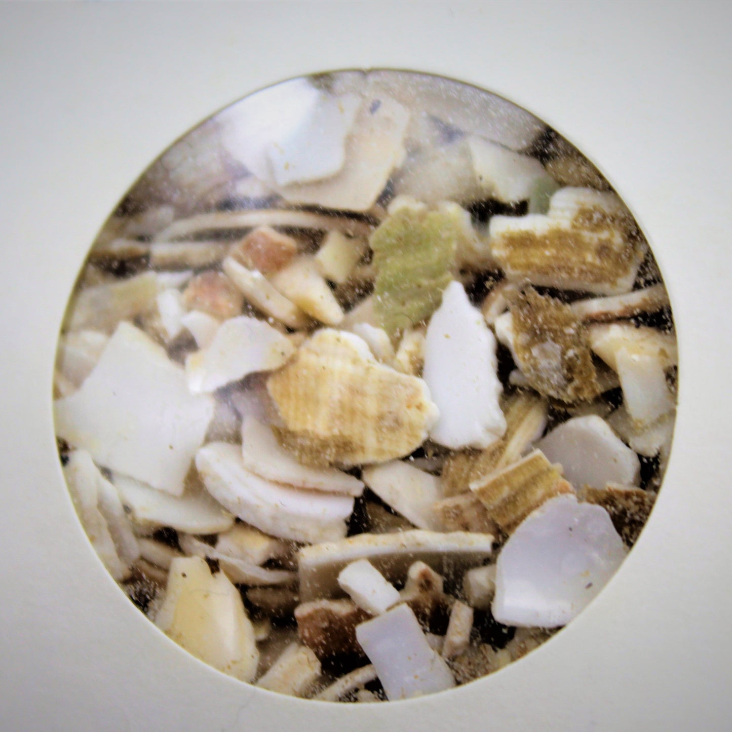 Shell On Earth - Crushed Whelk Shells