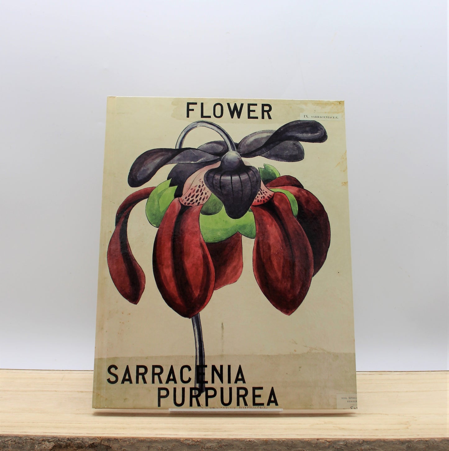Nature Study: Louise Bourgeois and John Hutton Balfour