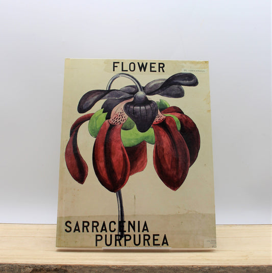 Nature Study: Louise Bourgeois and John Hutton Balfour