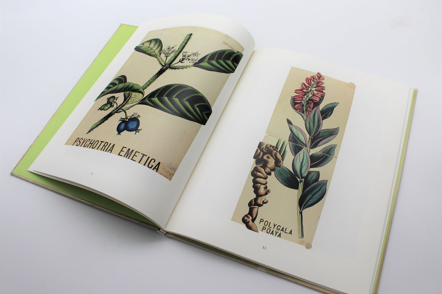 Nature Study: Louise Bourgeois and John Hutton Balfour