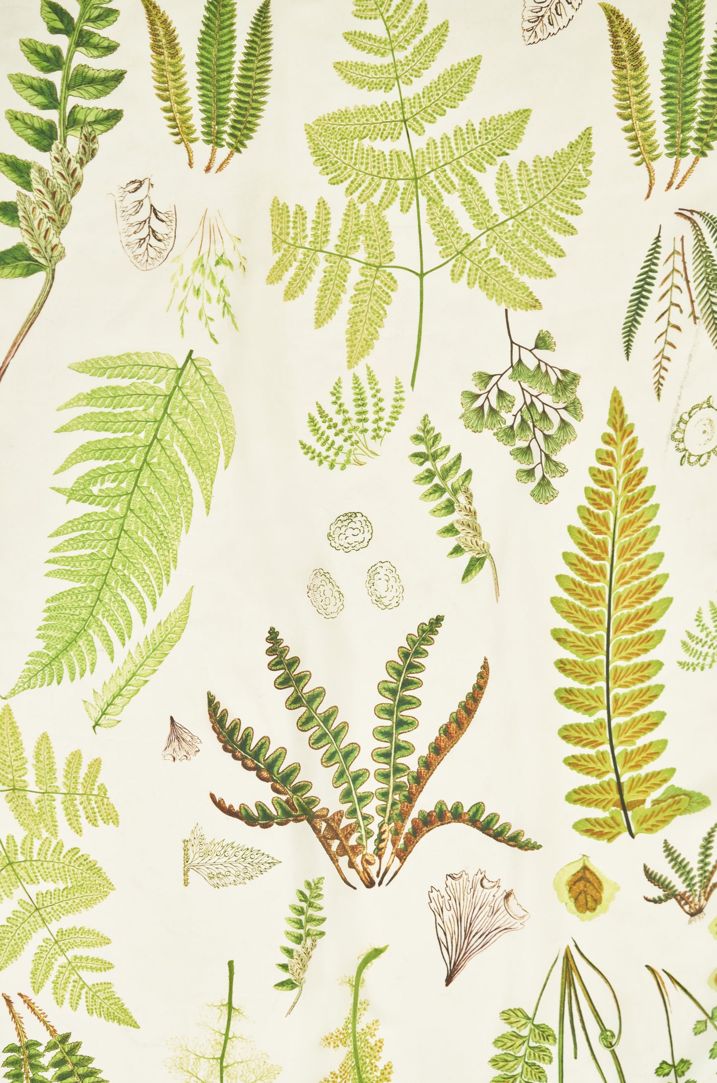 Silk Scarf - Fern design