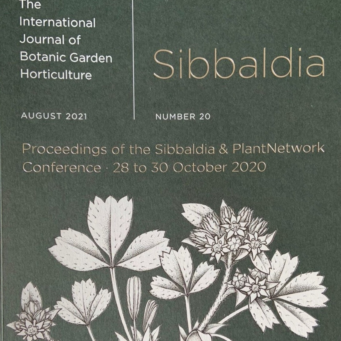 Sibbaldia Number 20