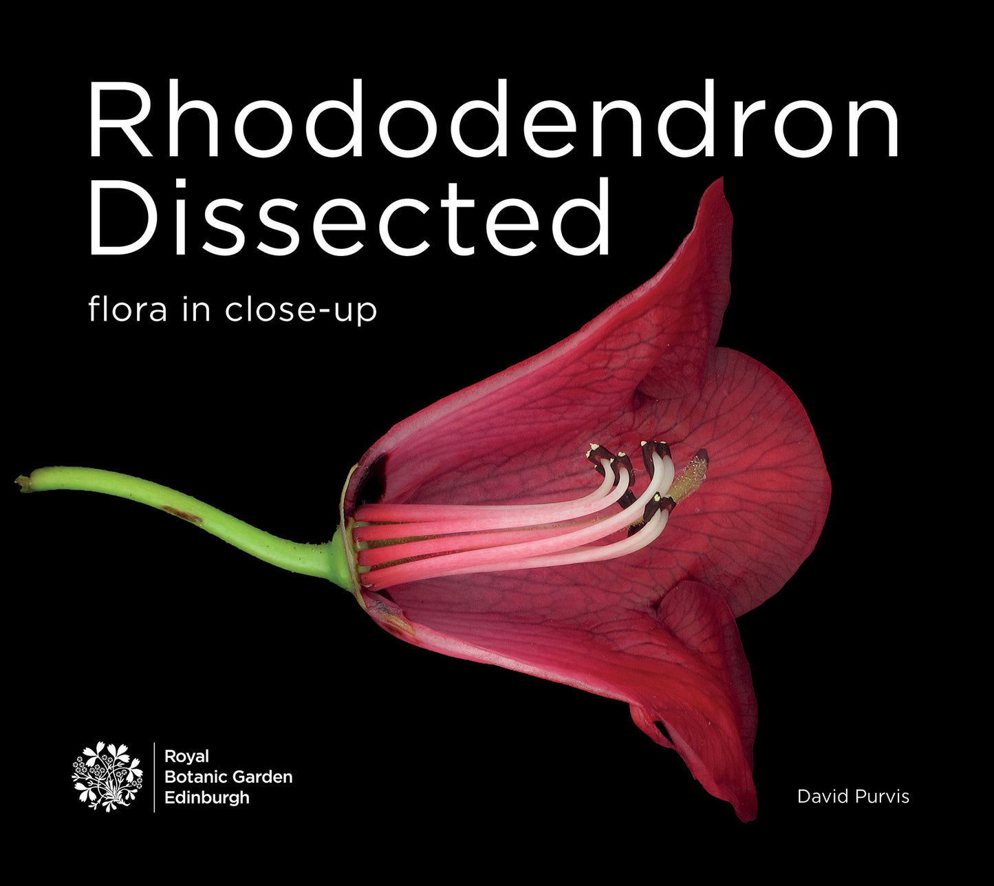 Rhododendron Dissected-Flora in close-up