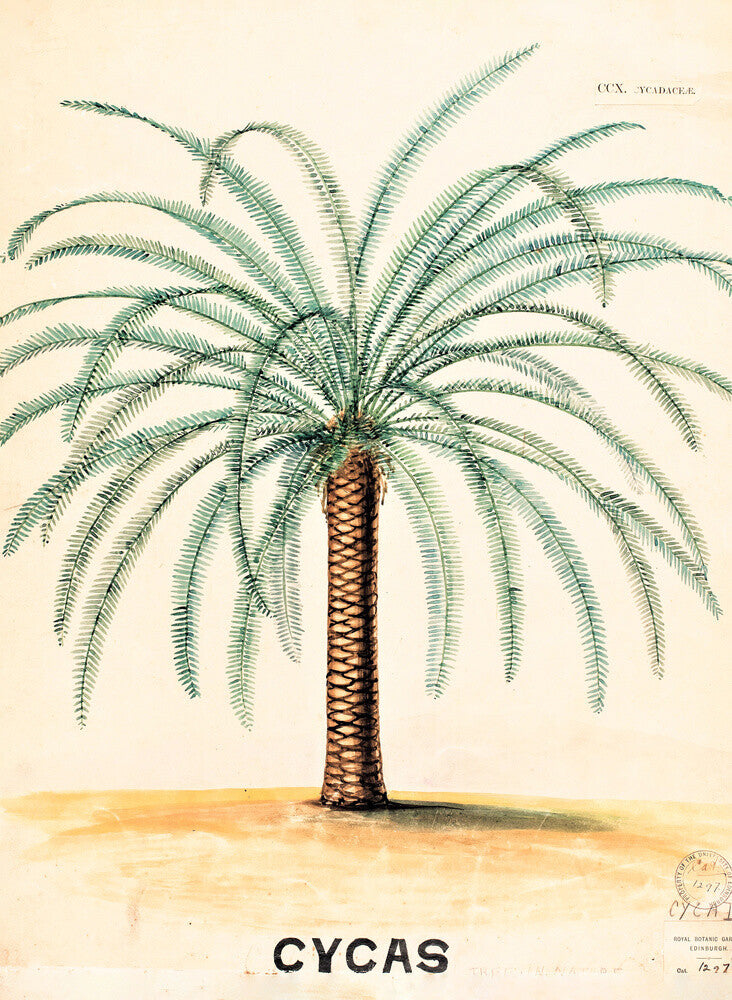 A botanical art print of a Cycas palm tree, part of the John Hutton Balfour Teaching Diagram Collection.