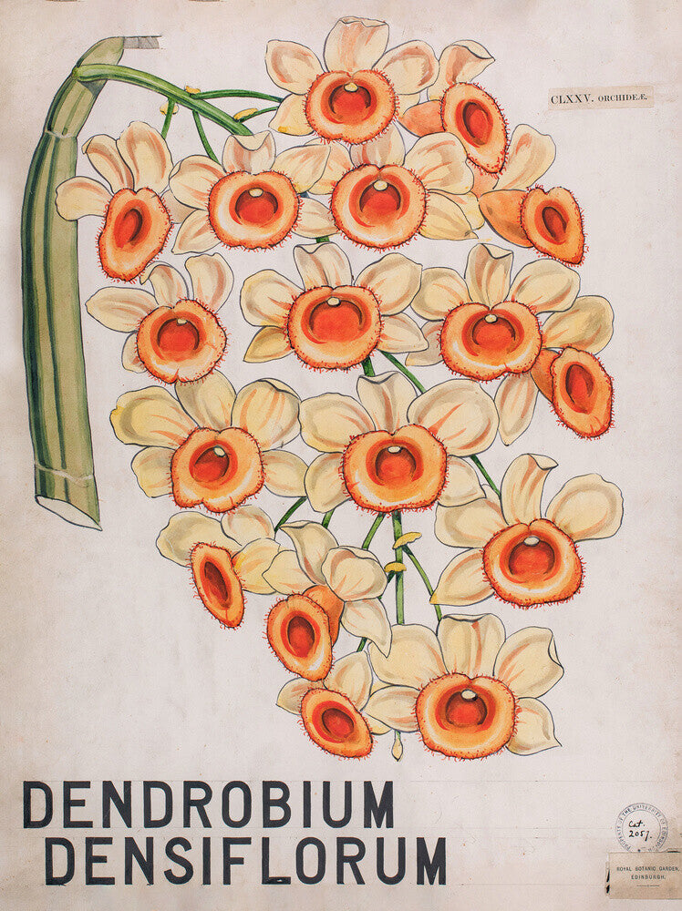 Dendrobium Densiflorum from John Hutton Balfour Teaching Diagram Collection