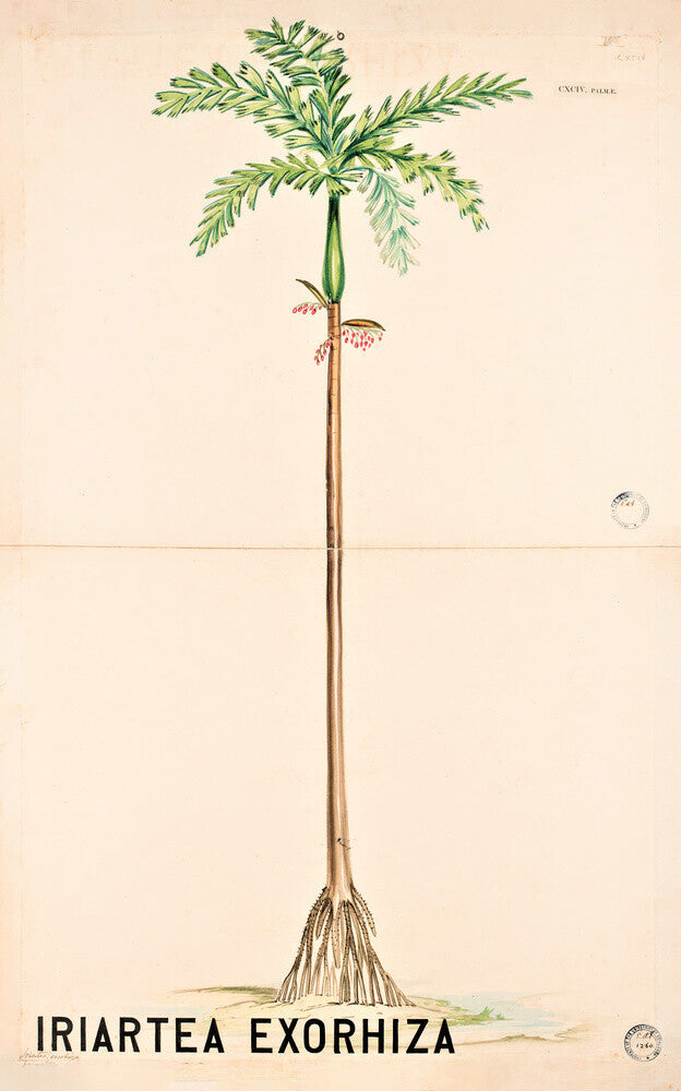Iriartea Exorrhiza from John Hutton Balfour Teaching Diagram Collection