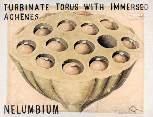 Nelumbium from John Hutton Balfour Teaching Diagram Collection