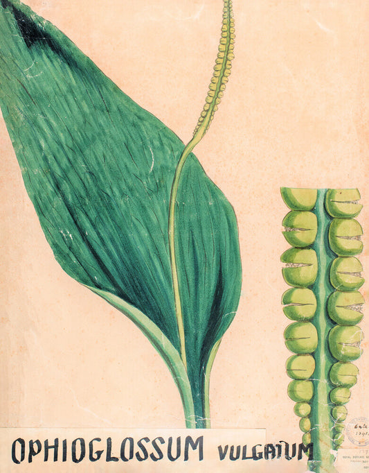 Ophioglossum Vulgatum from John Hutton Balfour Teaching Diagram Collection