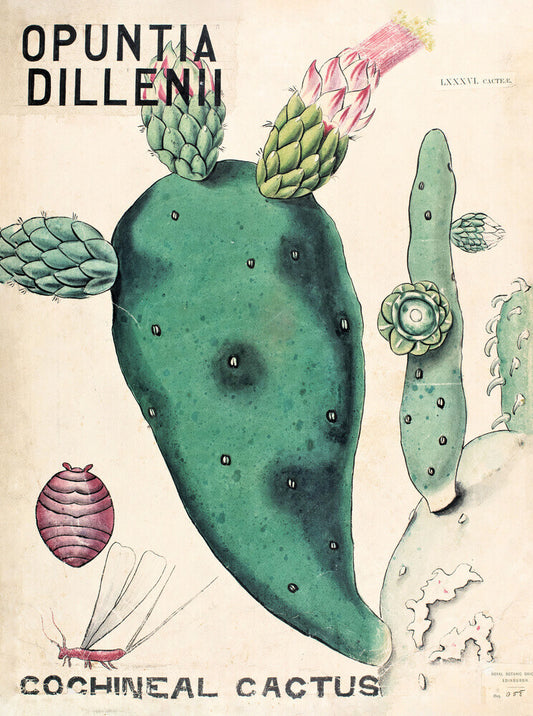 Opuntia Dillenis from John Hutton Balfour Teaching Diagram Collection