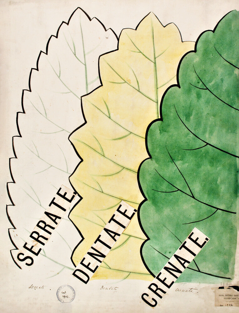 Serrate from John Hutton Balfour Teaching Diagram Collection