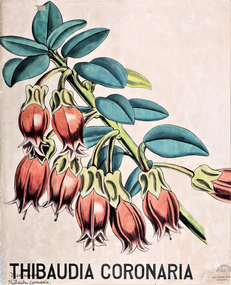 Thibaudia Coronaria from John Hutton Balfour Teaching Diagram Collection