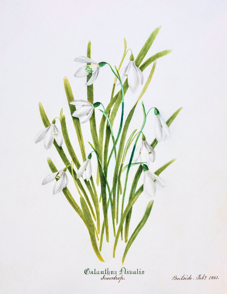 Snowdrop by Charlotte Cowan Pearson