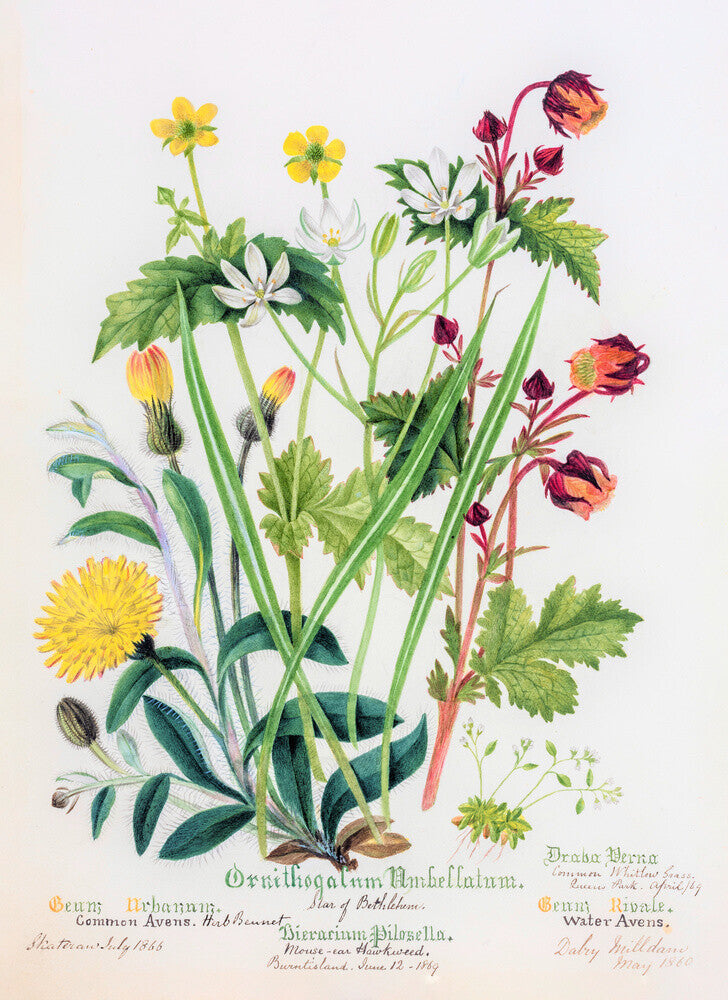 Avens by Charlotte Cowan Pearson
