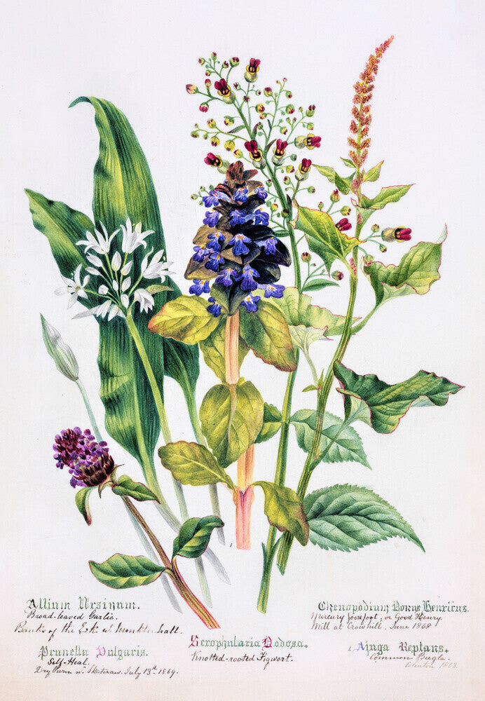 Allium by Charlotte Cowan Pearson