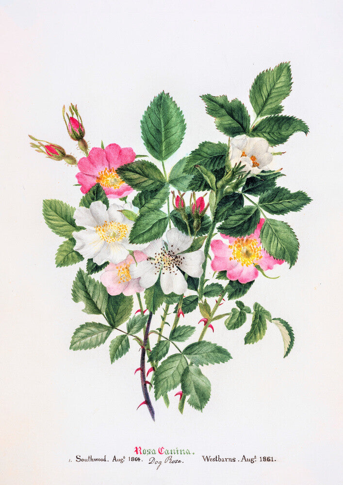 Rosa Canina by Charlotte Cowan Pearson