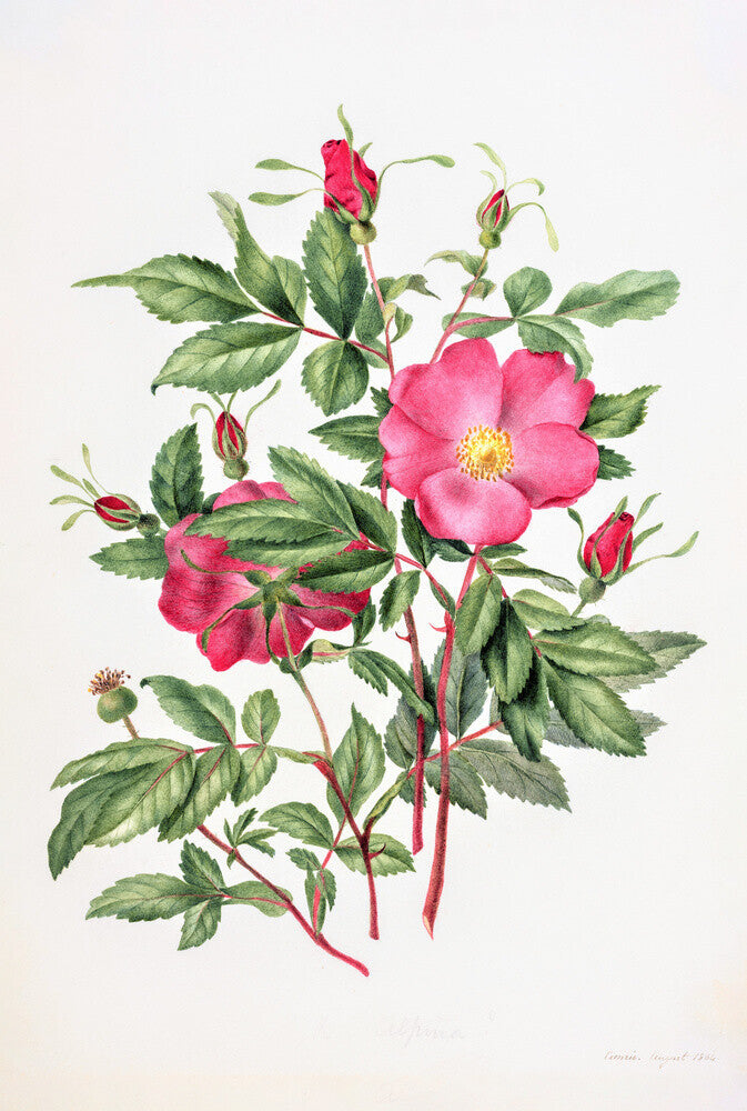 Dog Rose by Charlotte Cowan Pearson