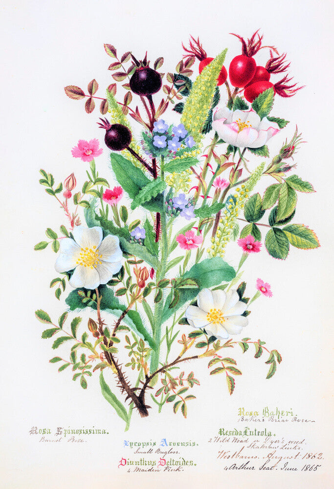 Burnet Rose by Charlotte Cowan Pearson