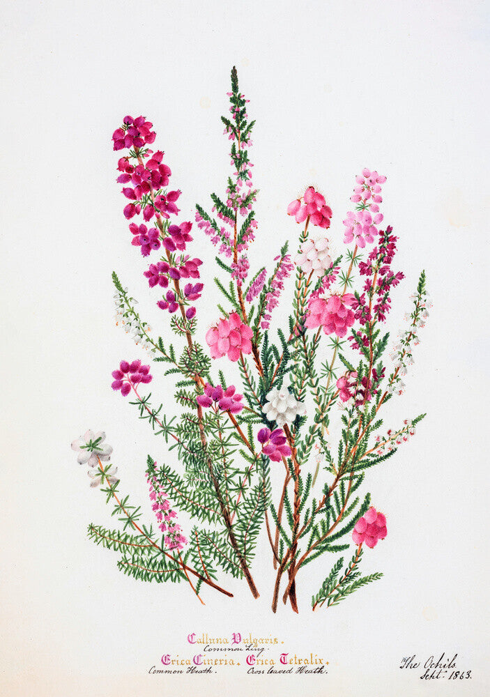 Heather by Charlotte Cowan Pearson