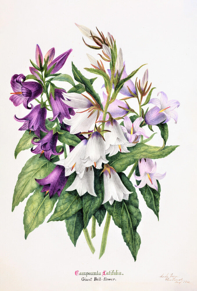 Bell Flower by Charlotte Cowan Pearson