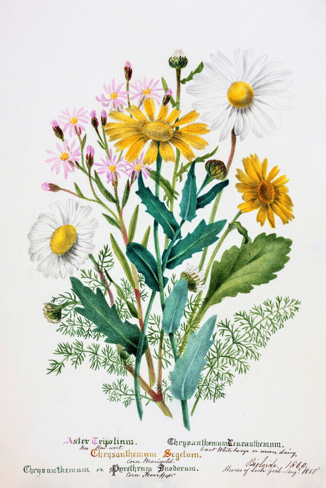 Chrysanthemum by Charlotte Cowan Pearson