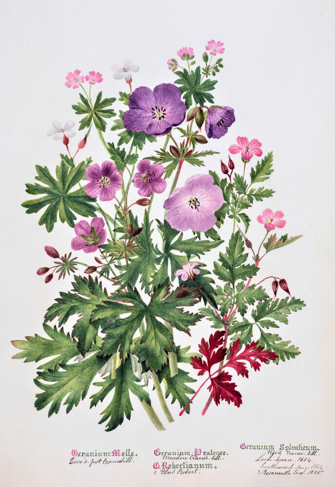 Geranium by Charlotte Cowan Pearson