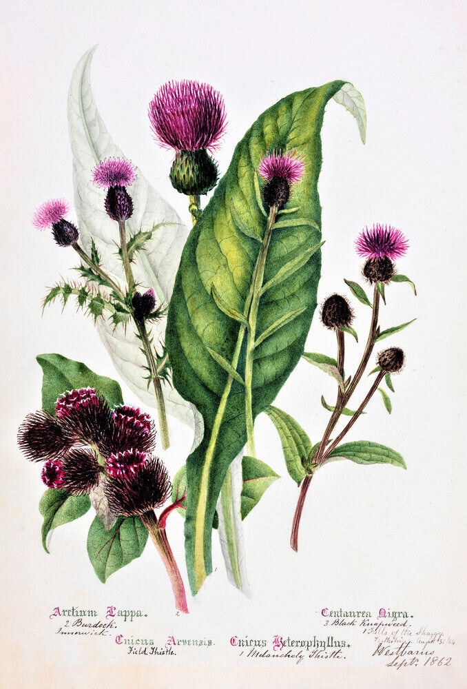 Thistle by Charlotte Cowan Pearson