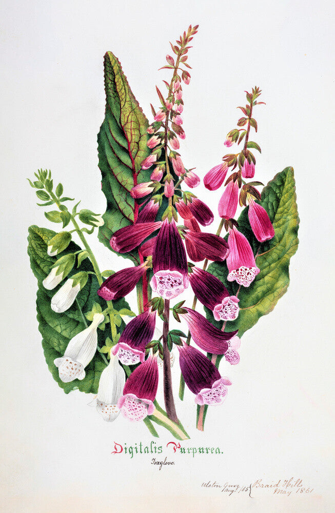 Foxglove by Charlotte Cowan Pearson