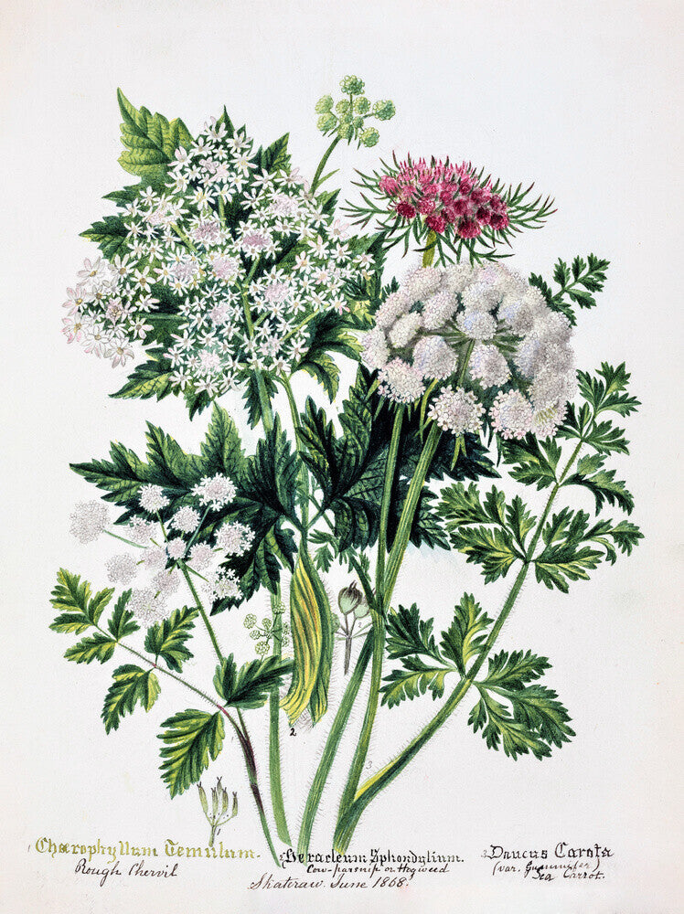Hogweed by Charlotte Cowan Pearson