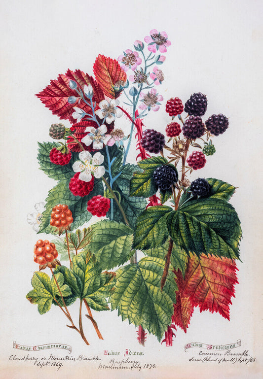 Mountain Bramble by Charlotte Cowan Pearson