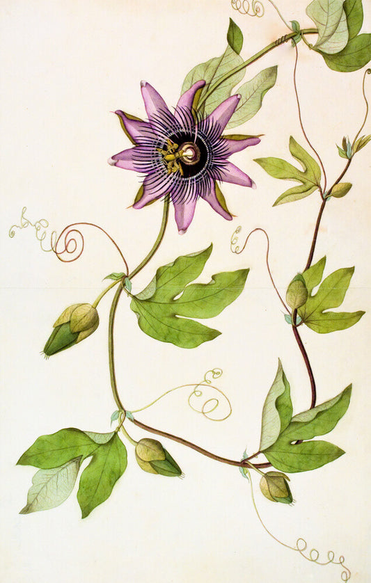 Passiflora Violacea