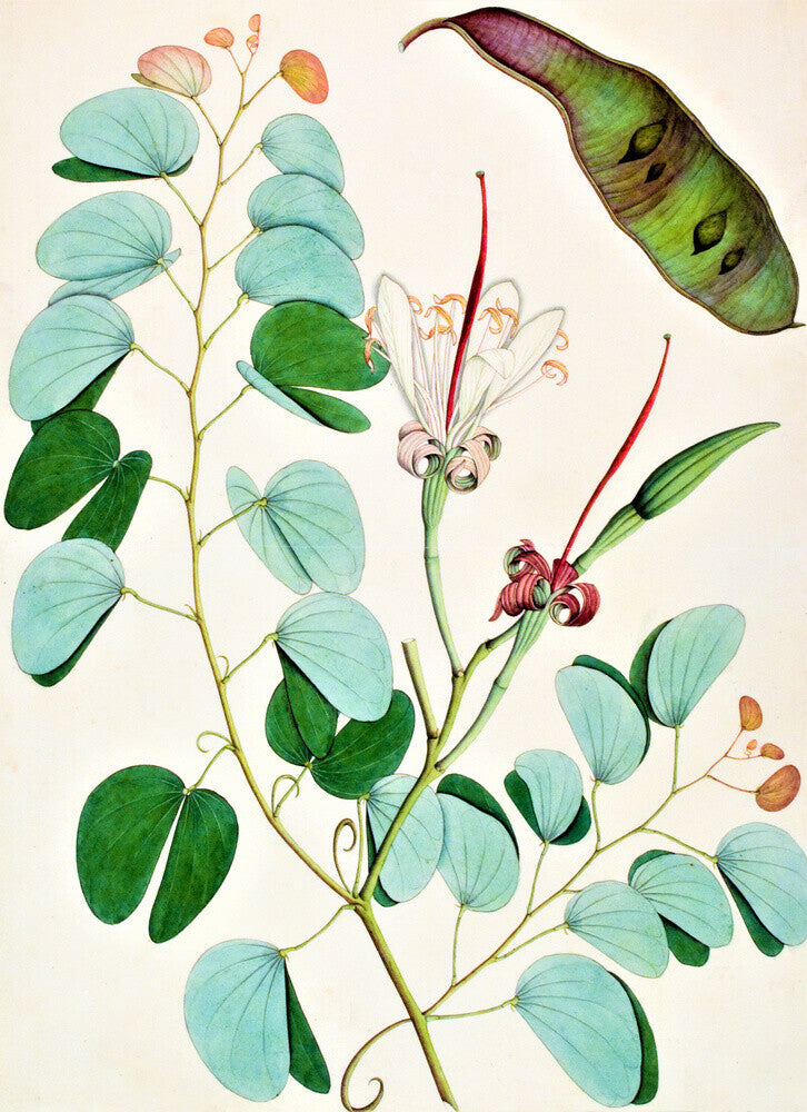 Bauhinia Semibifida - The Dapuri Collection