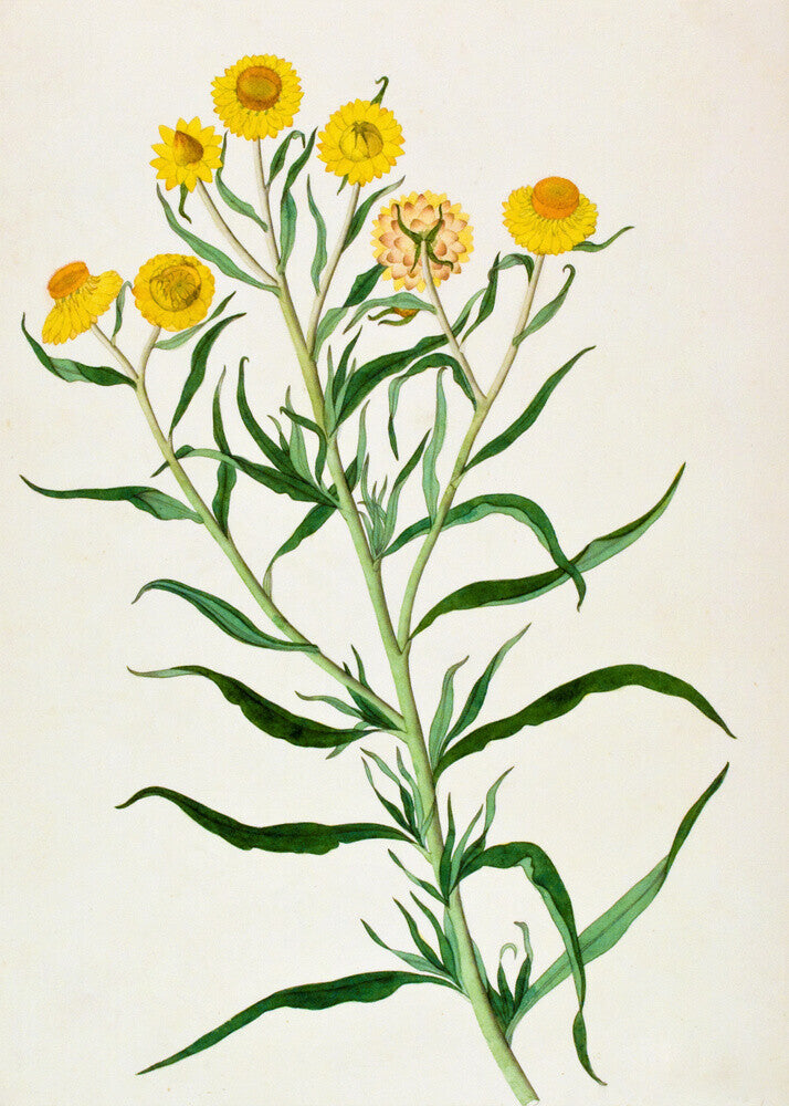 Bracteantha Bracteata - The Dapuri Collection