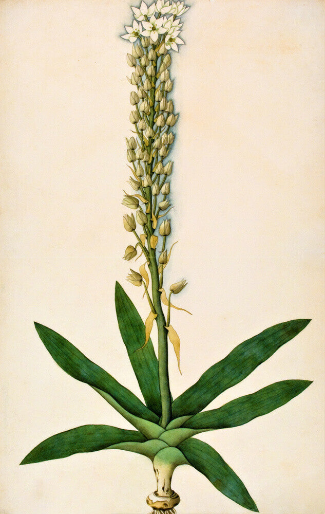 Chlorophytum Glaucum - The Dapuri Collection