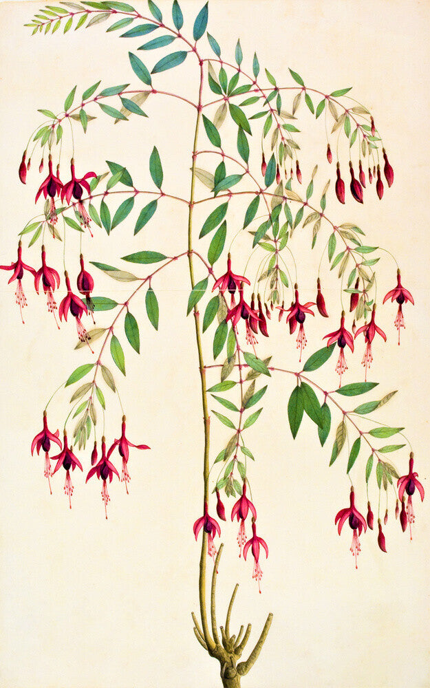 Fuschia Magellanica - The Dapuri Collection